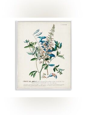 Stupell Industries Botanical Plant Illustration (NEW)